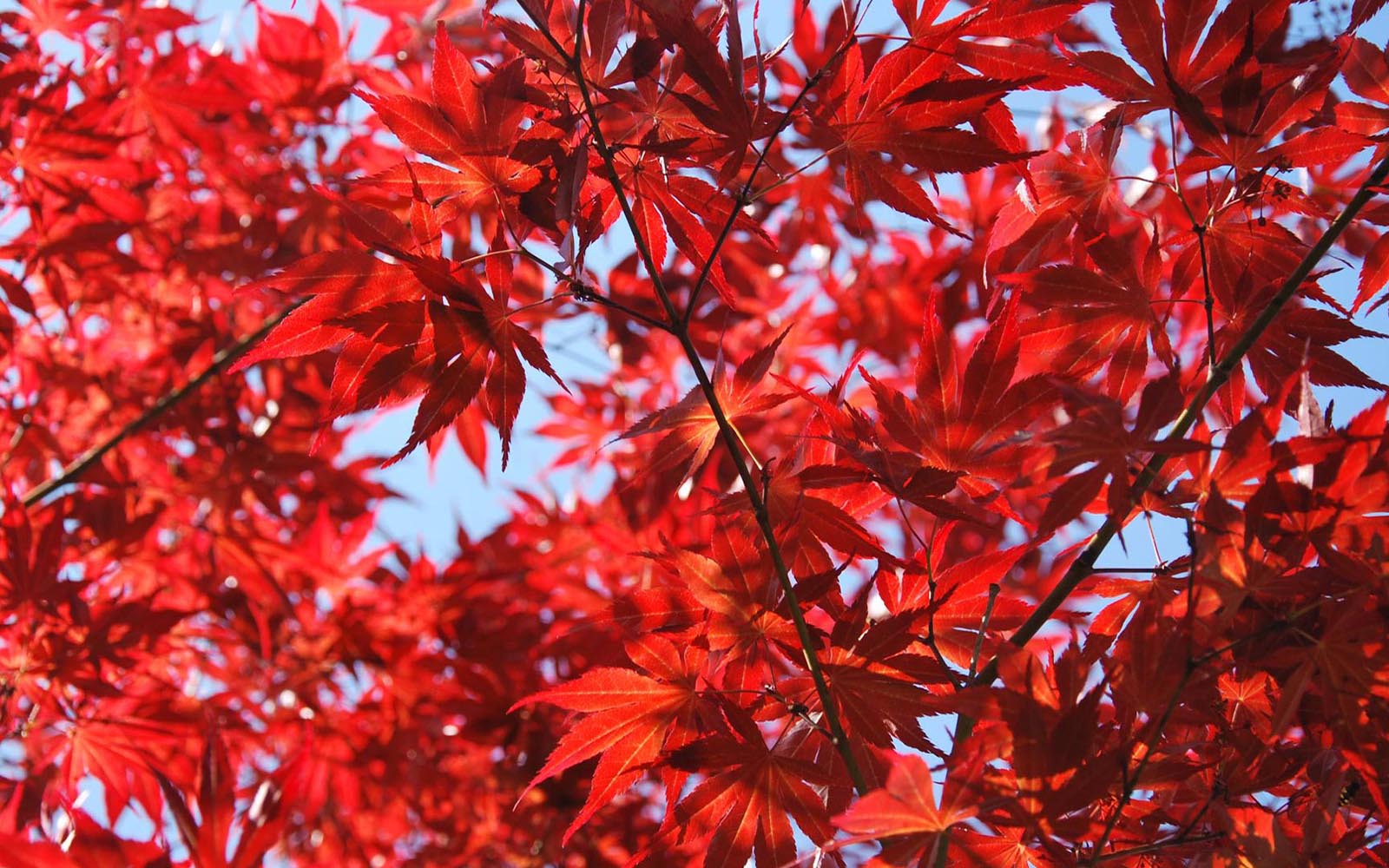 Rote Blätter